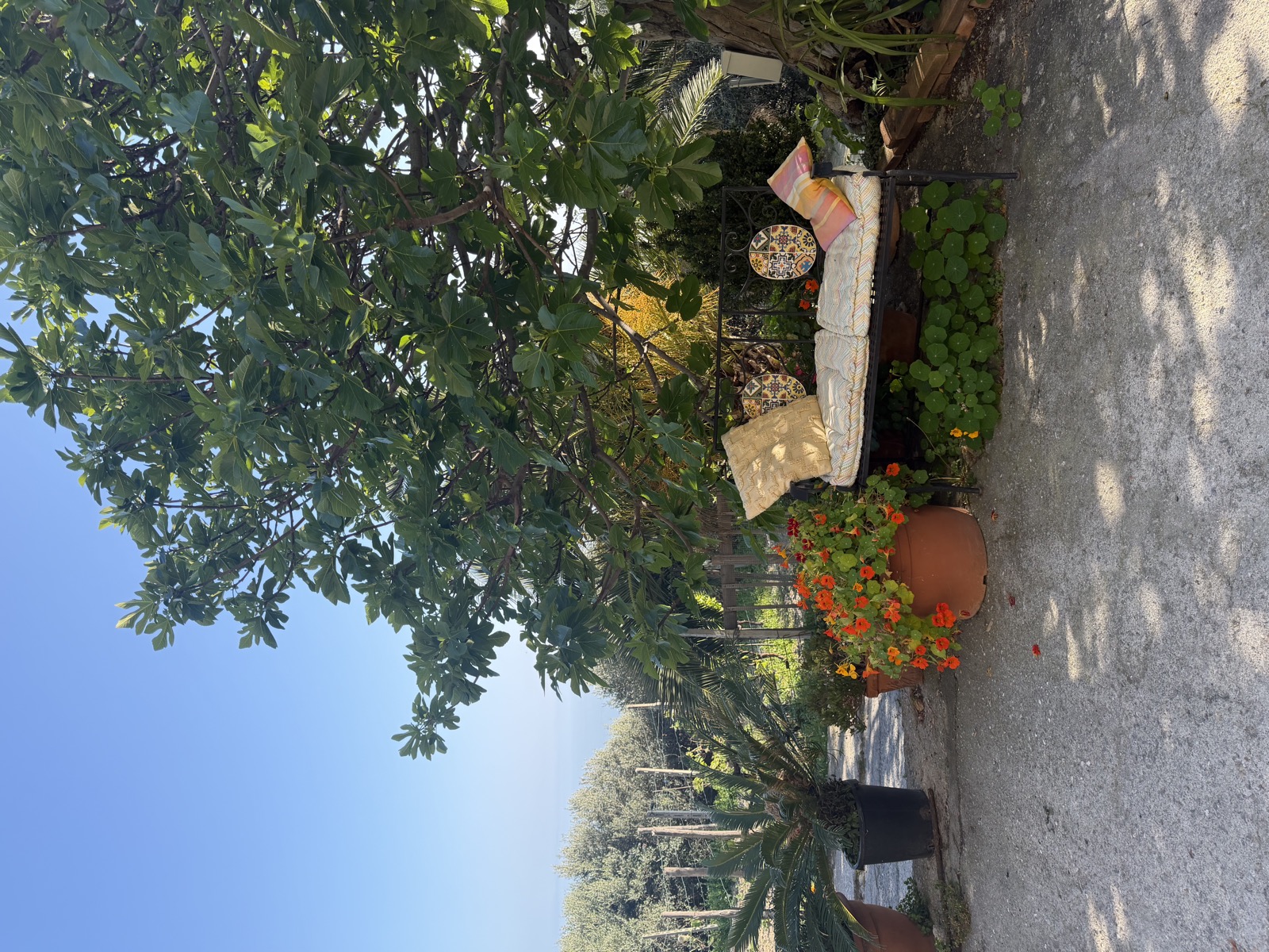 Camera Il Mare — giardino con fico e fiori di nasturzio