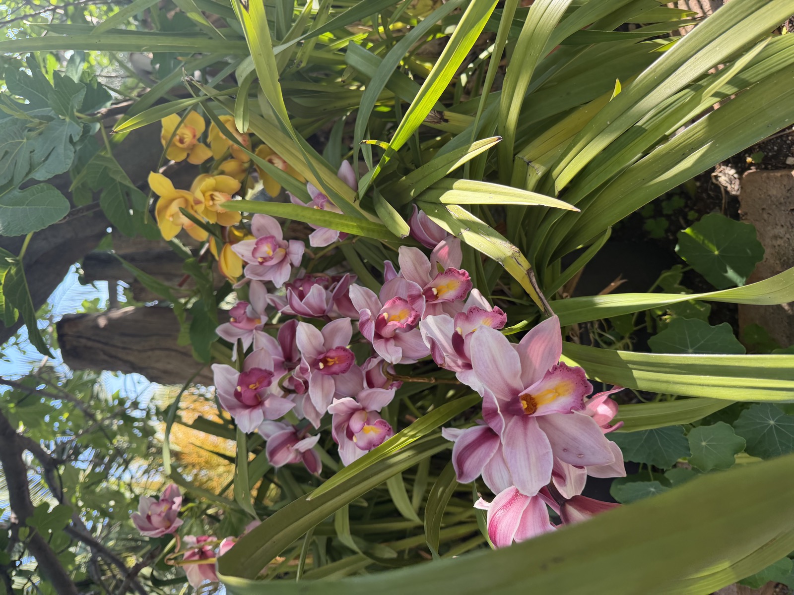 Camera La Giara — orchidee rosa nel giardino della Selva