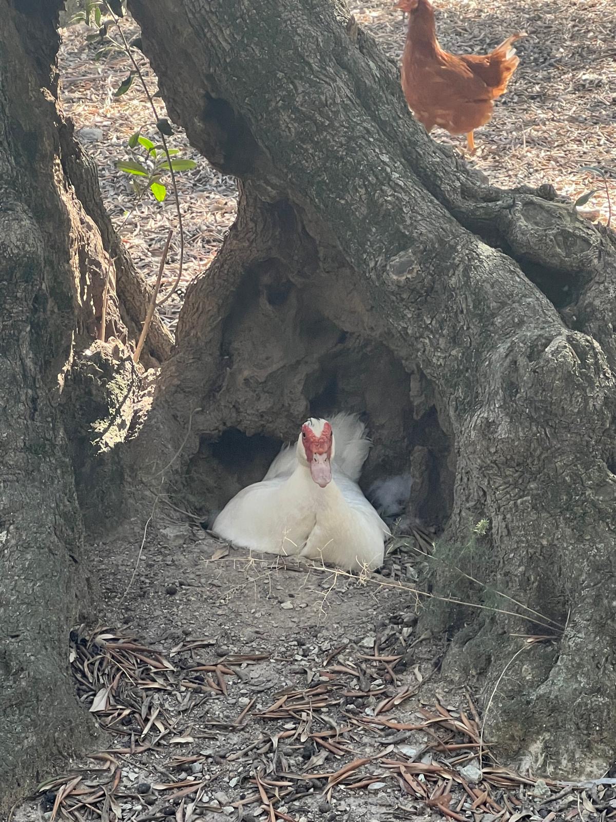 Anatra che riposa nel tronco cavo di un vecchio ulivo