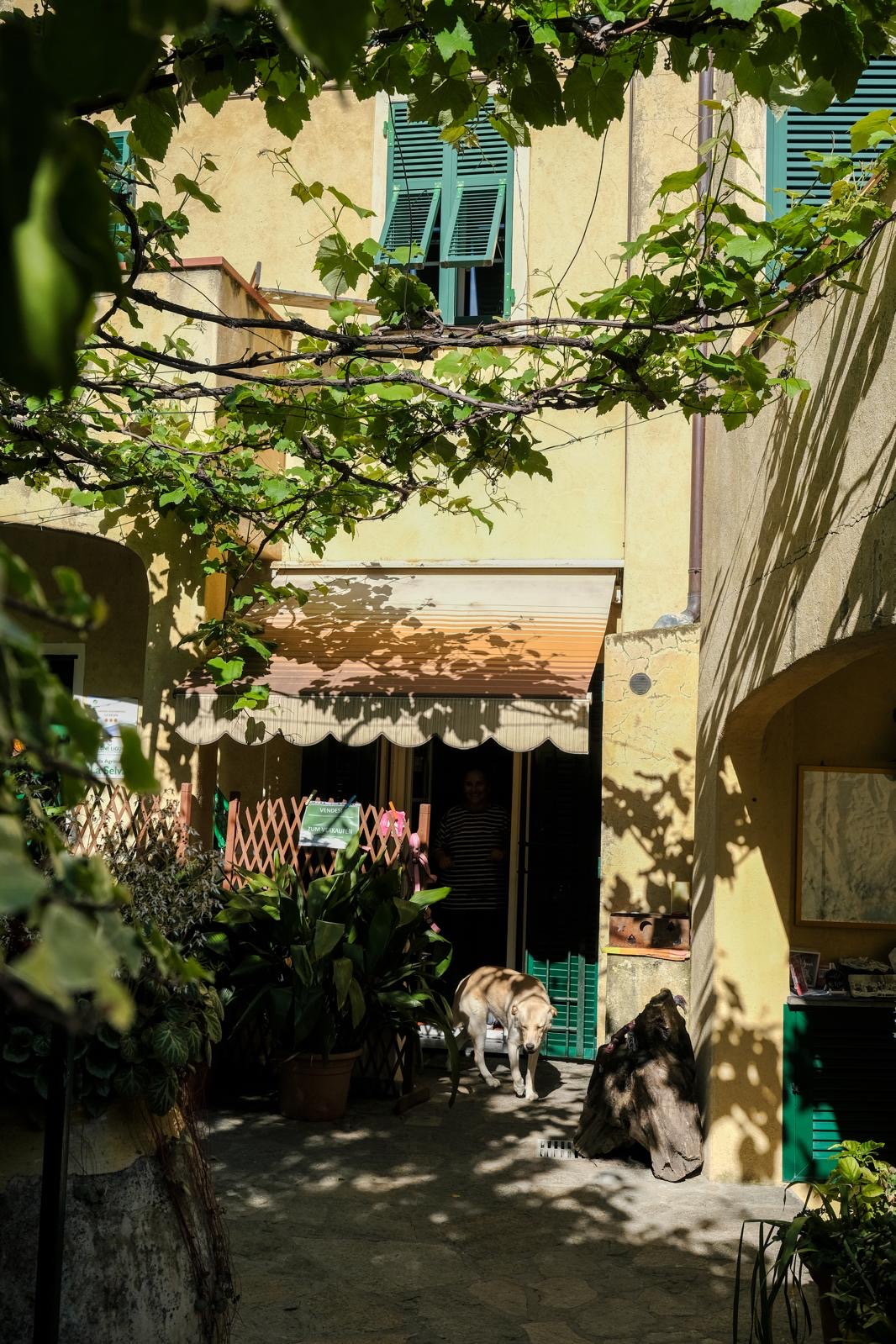 Cortile con cani sotto il pergolato di vite e la facciata gialla