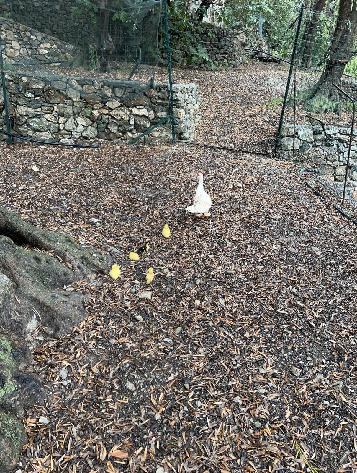 Gallina bianca a passeggio nel recinto sotto gli ulivi