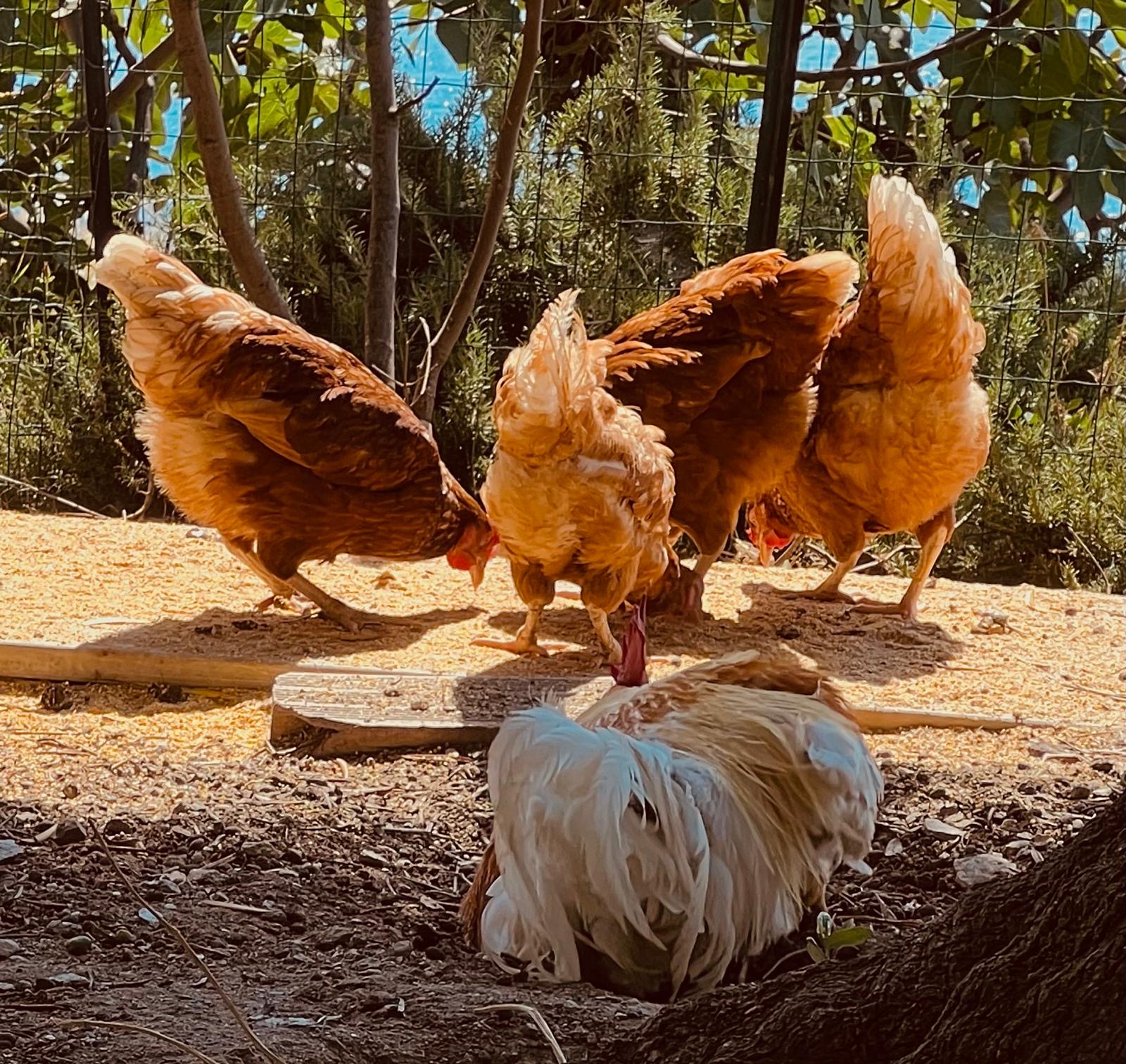 Galline ruspanti al sole nel pollaio dell'agriturismo