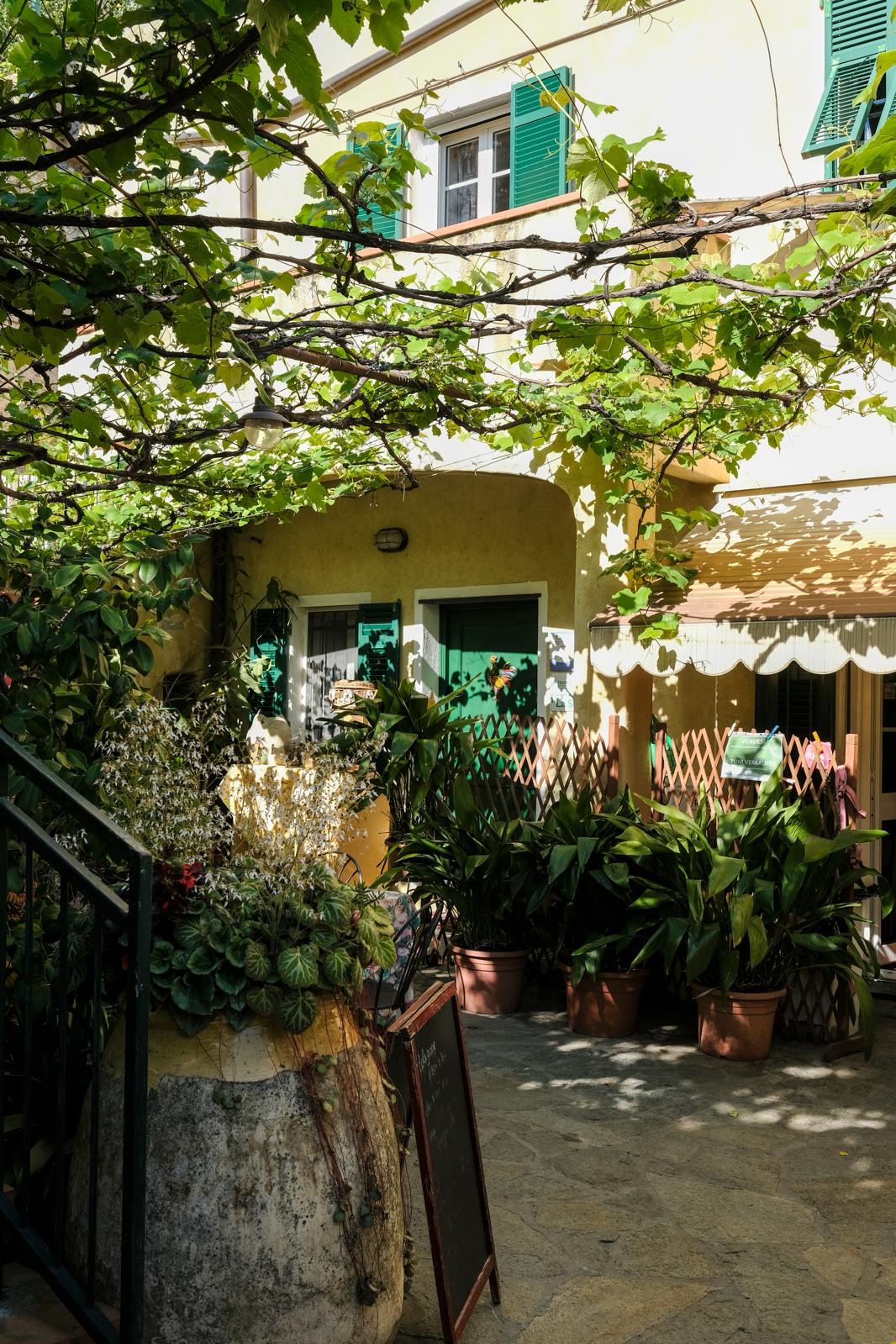 Ingresso al cortile con piante tropicali e pergolato di vite