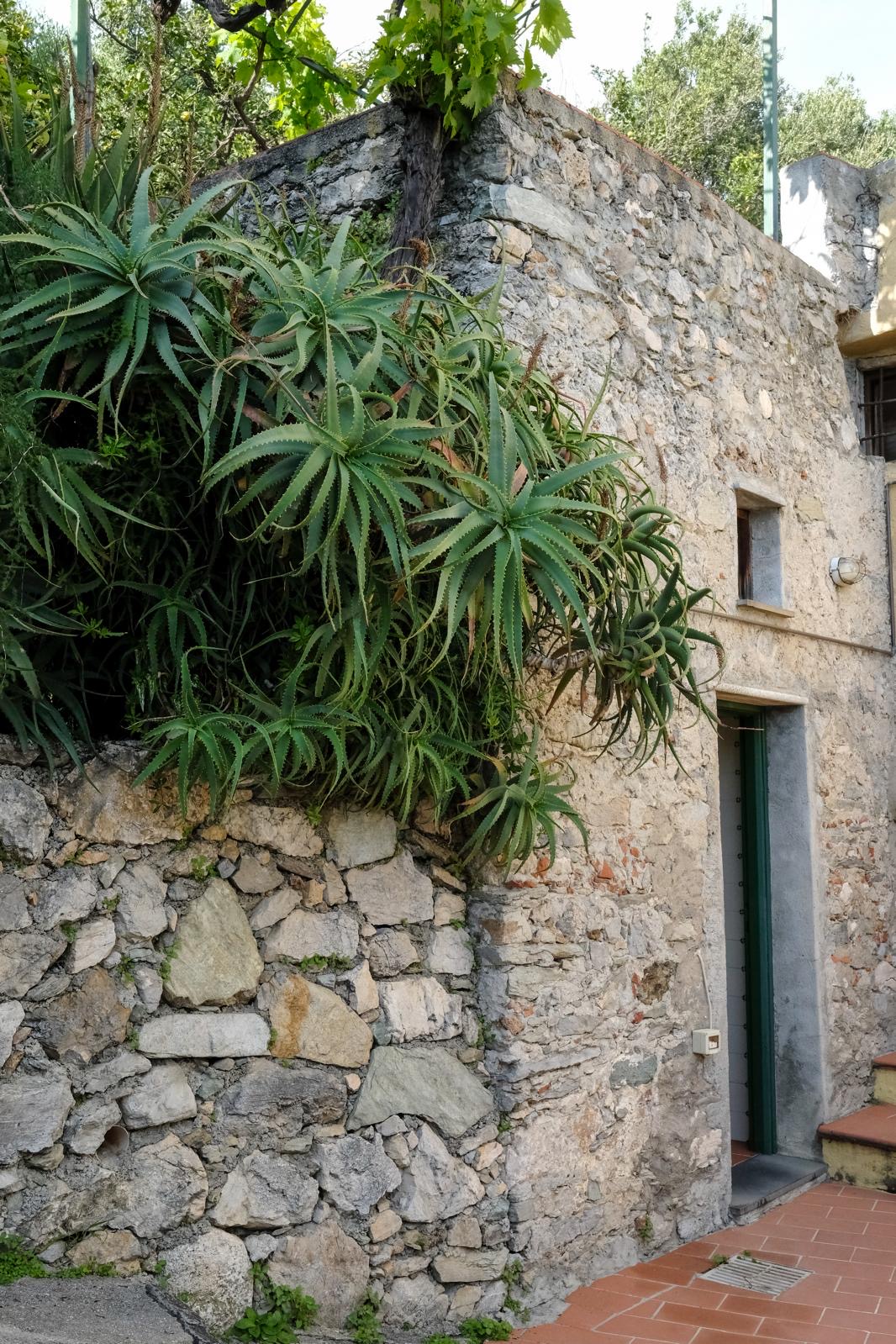 Muro in pietra con piante di aloe e vegetazione mediterranea