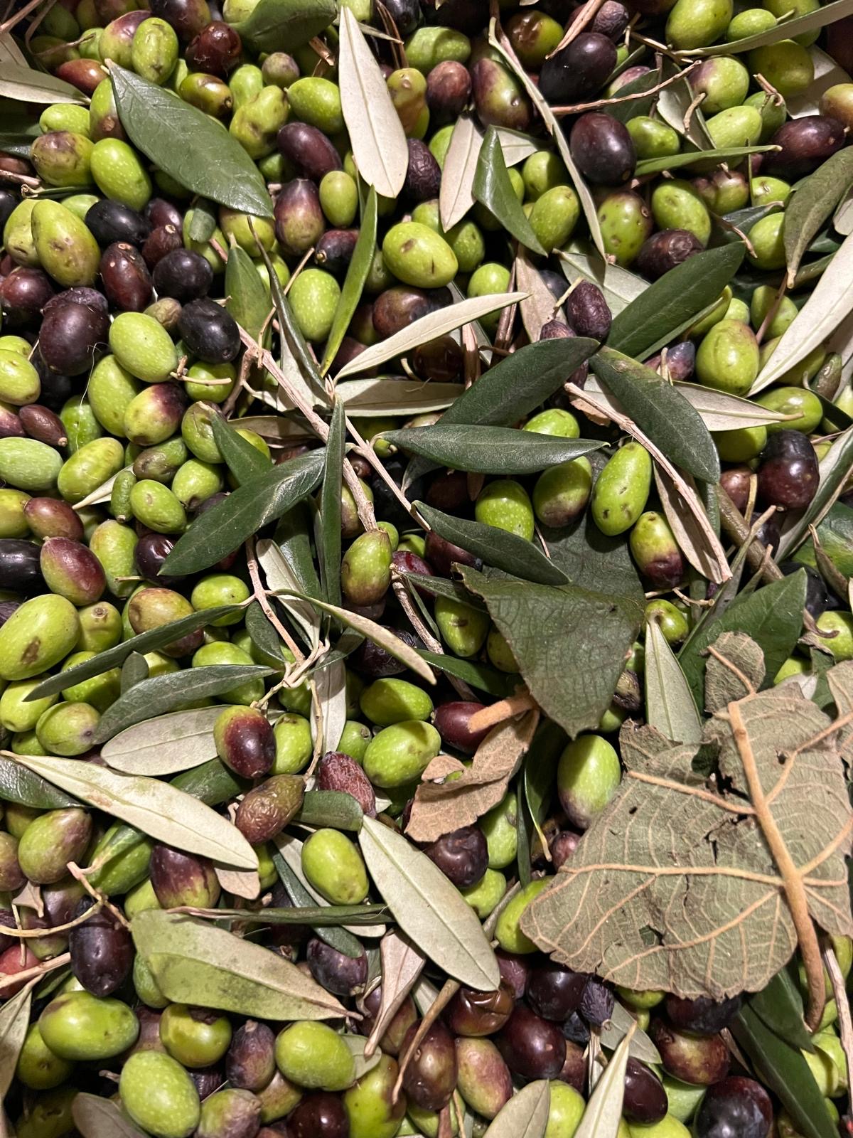 Olive taggiasca appena raccolte, verdi e nere, con foglie d'ulivo