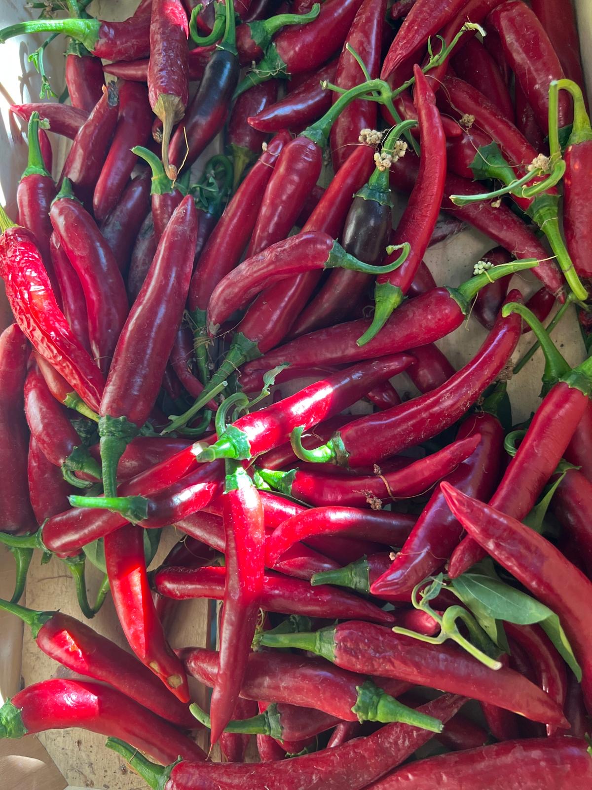 Peperoncini rossi freschi appena raccolti dall'orto