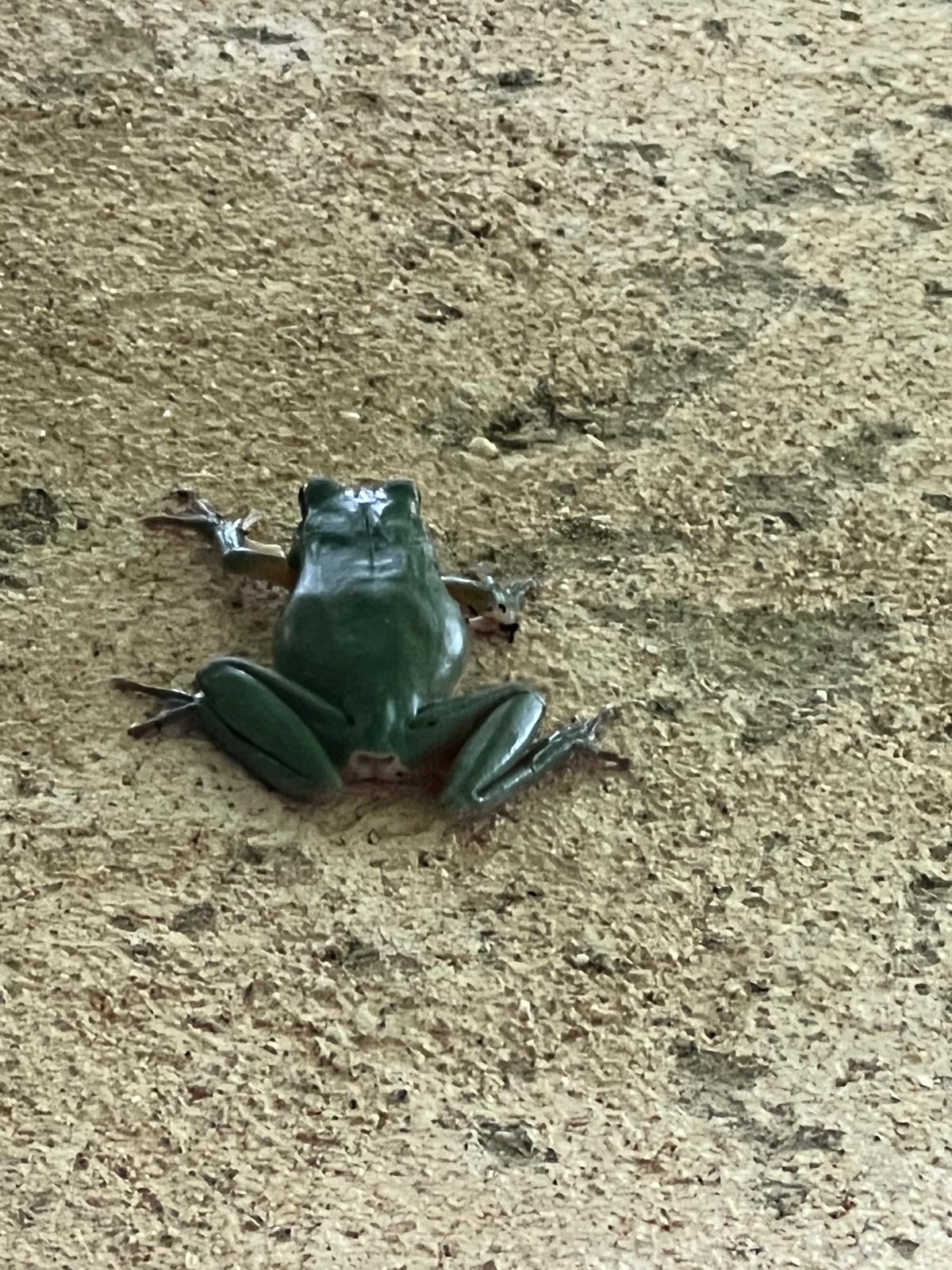Raganella verde appoggiata sul muro dell'agriturismo