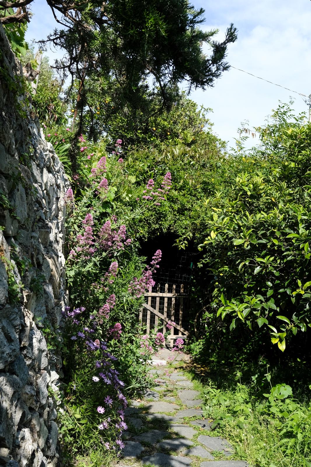Sentiero nel giardino con fiori lilla e cancelletto in legno