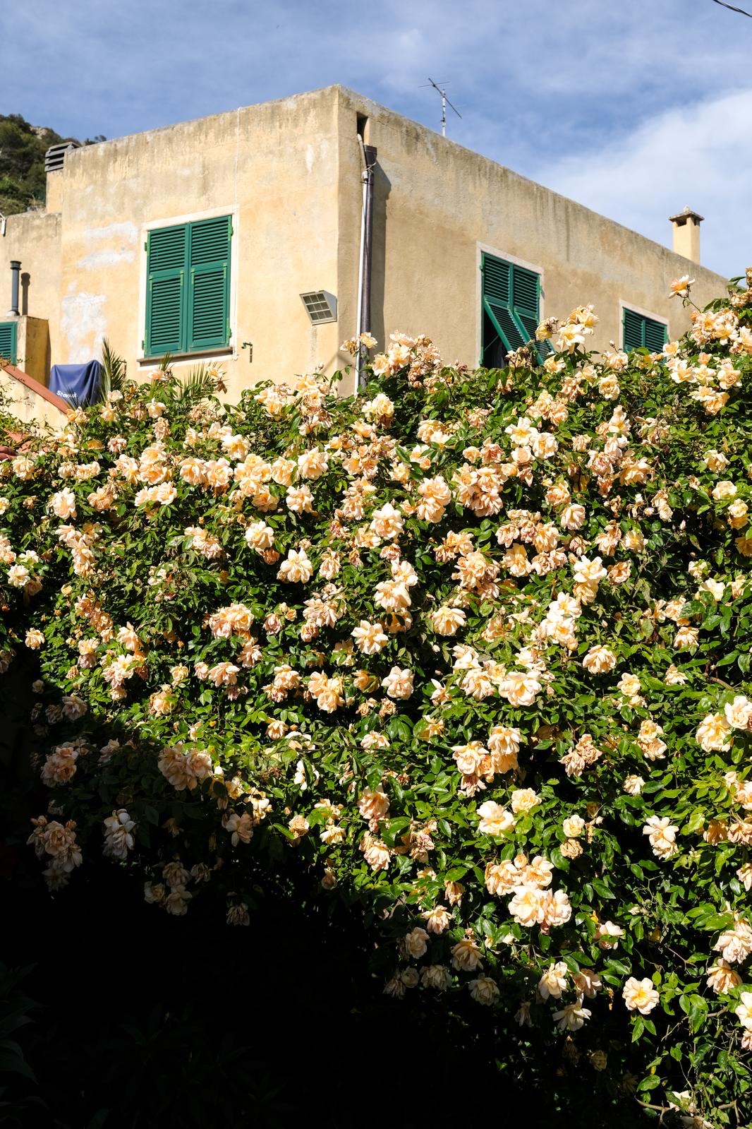 Siepe di rose rampicanti in fiore davanti alla facciata gialla
