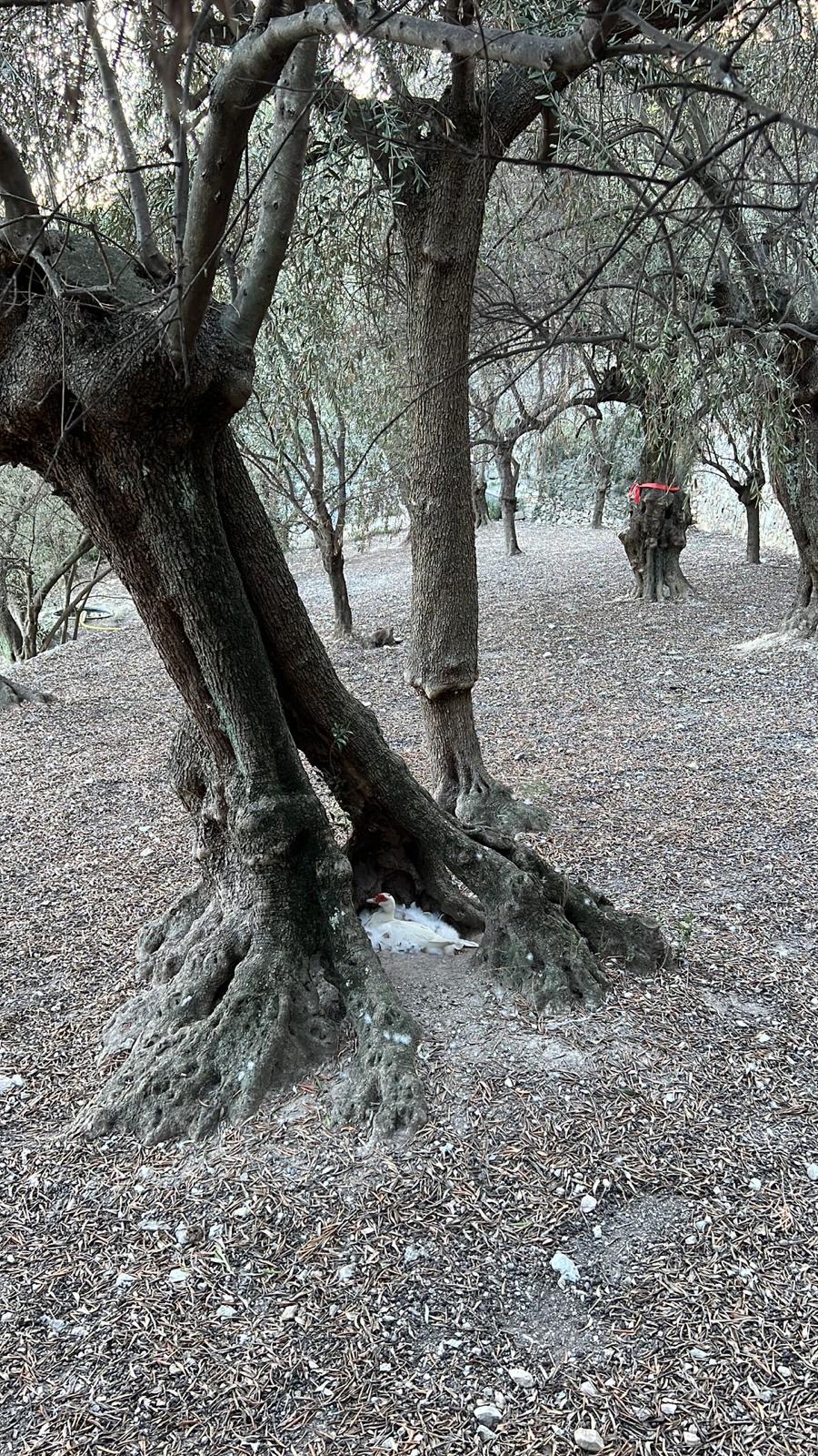 Tronco di ulivo secolare nell'uliveto della Selva