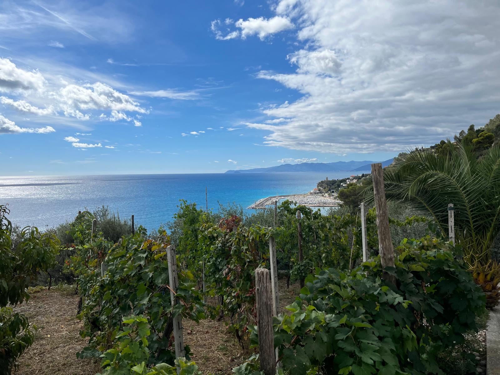 Vigneto a terrazza con vista panoramica sul mare di Finale Ligure
